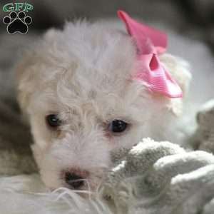 Brianna, Bichon Frise Puppy